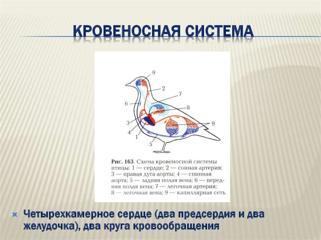 Кровеносная система птиц схема с подписями