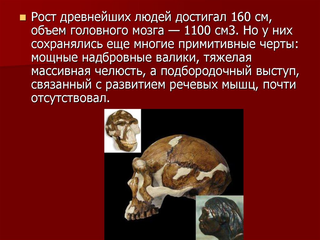 Объем головного мозга наибольшее. Рост древних людей. Объем мозга древнейших людей. Древние люди объем головного мозга. Объем головного мозга у древнего человека.