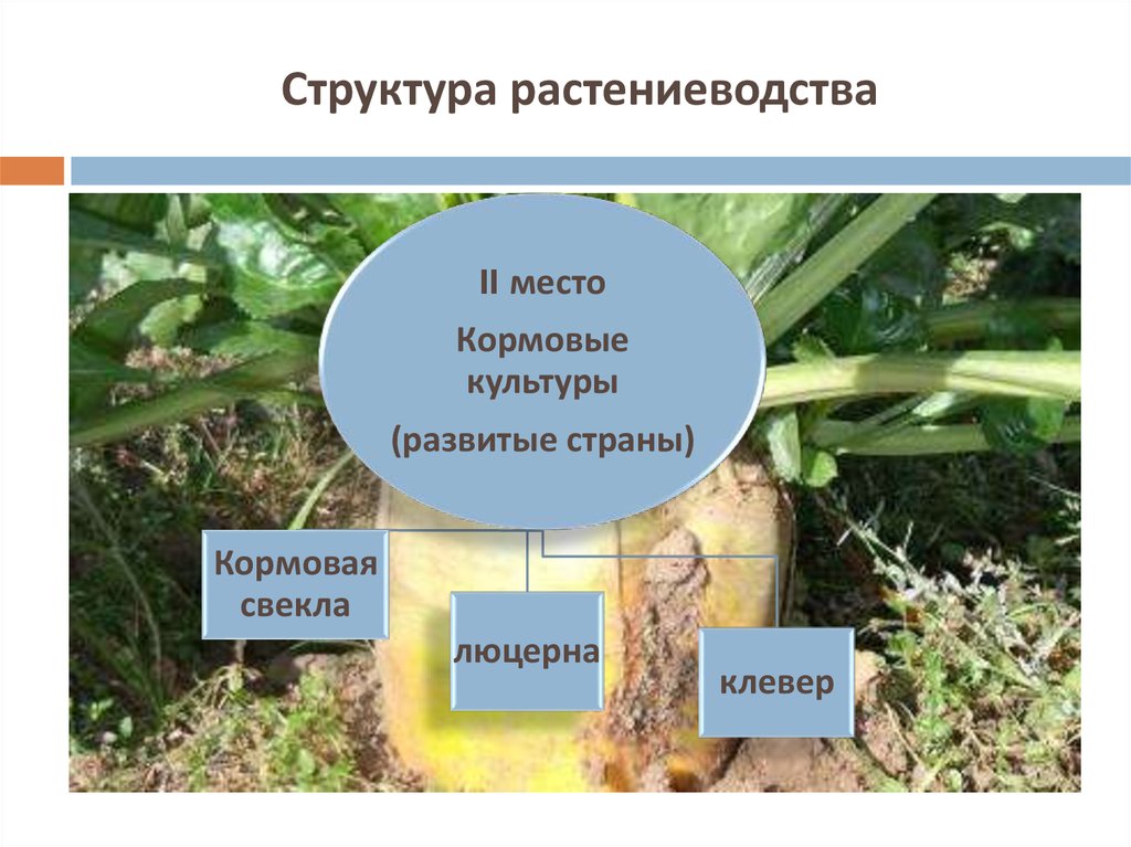 Таблицы растениеводство