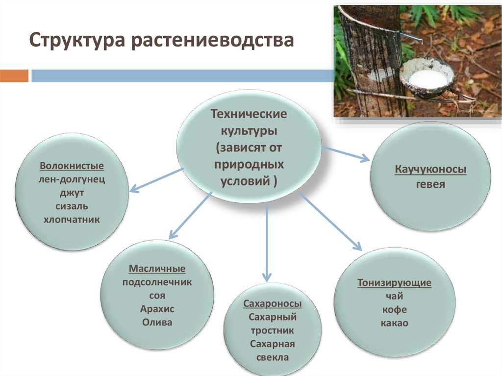 На какие отрасли делится растениеводство заполни схему