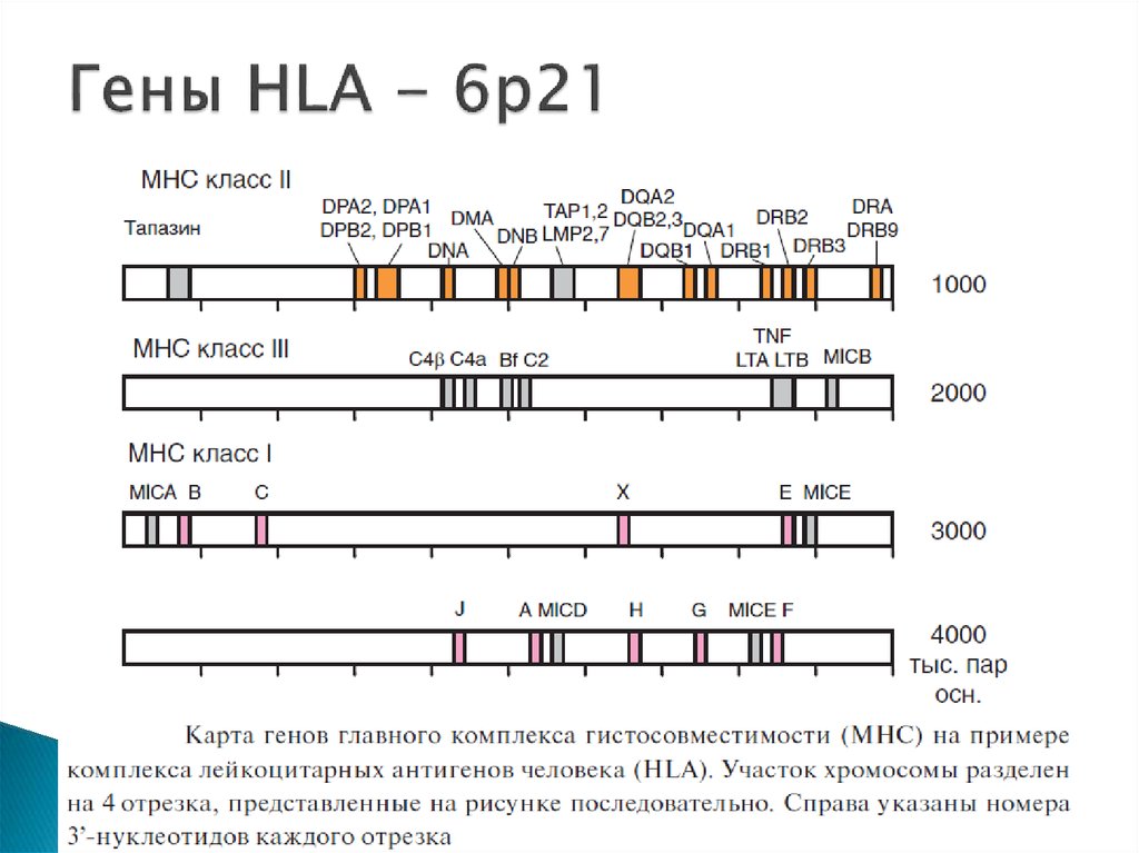 Гены HLA - 6р21.