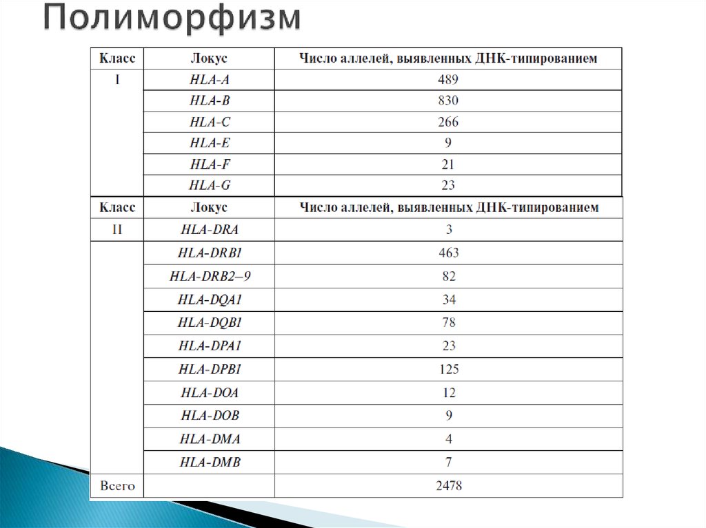    -   HLA-  human  leucocyte antigens     