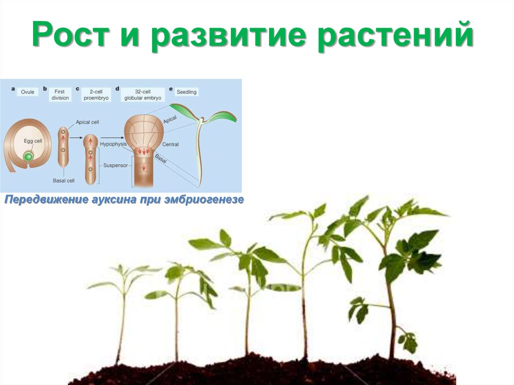 Этапы роста растений для дошкольников в картинках
