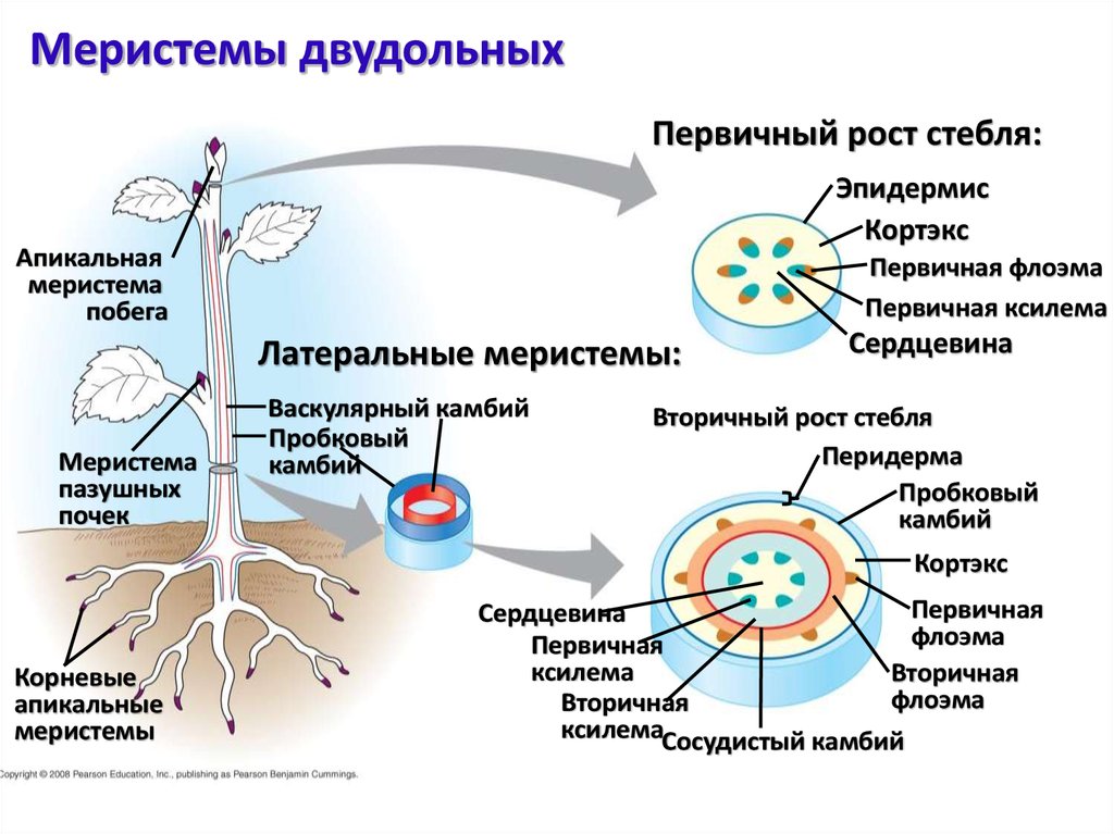 Естественный процесс жизни