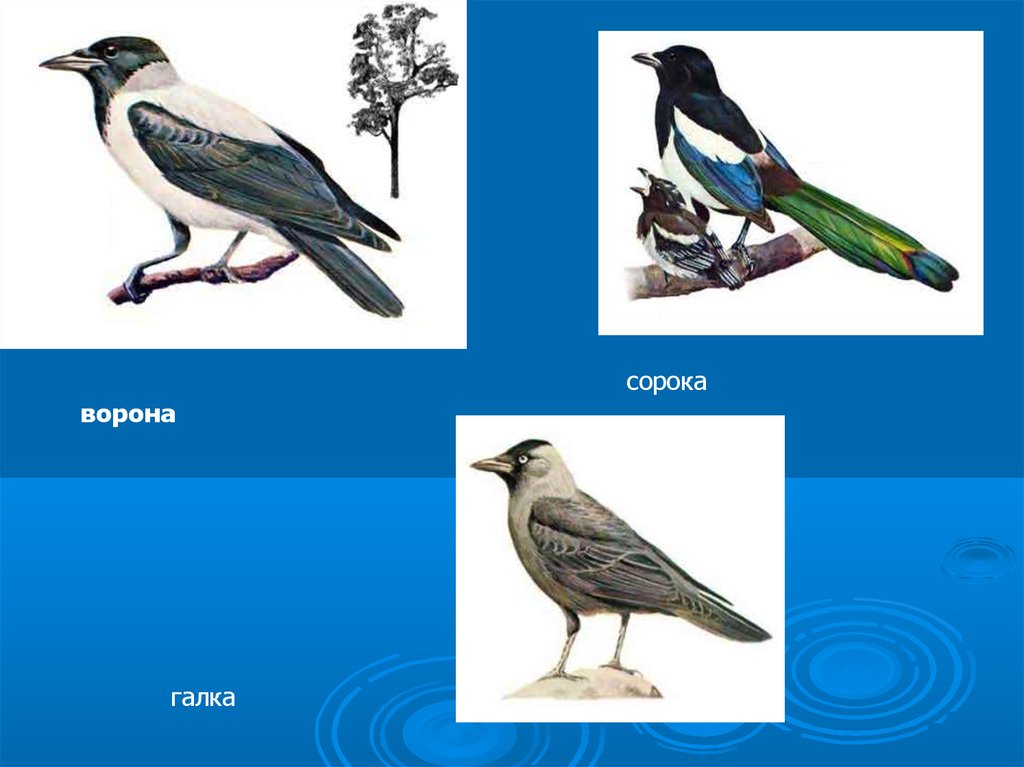 Презентация ворон и сорока
