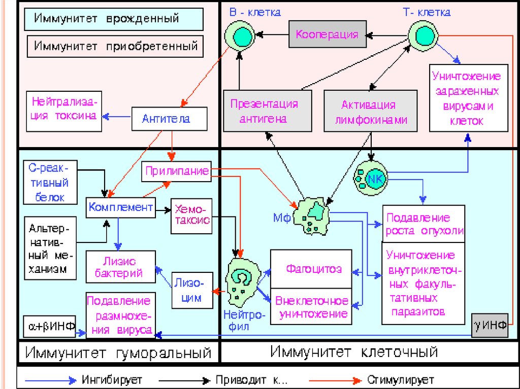 Механизм иммунитета схема