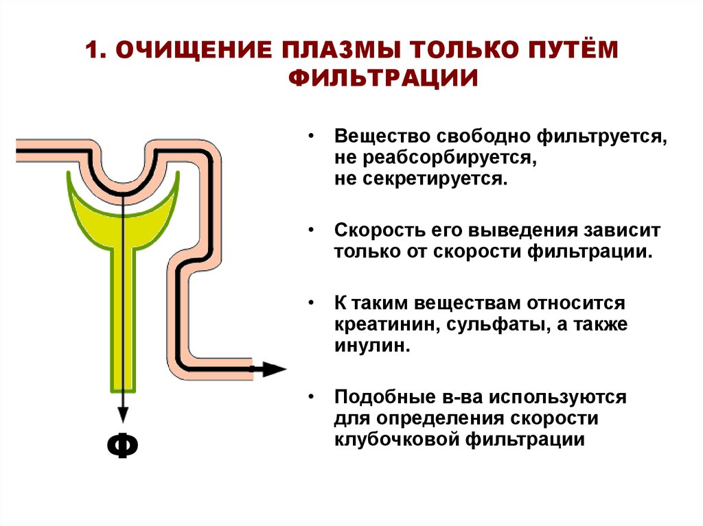 Получают пищу путем фильтрации