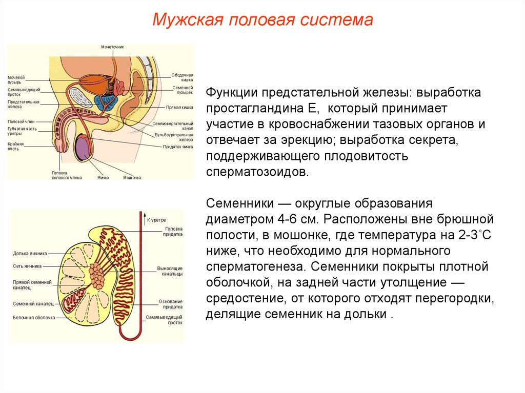 Функции мужской и женской половой системы. Мужская анатомия половая/система строение и функции. Функции предстательной железы анатомия. Роль предстательной железы функции. Предстательная железа функции кратко строение.