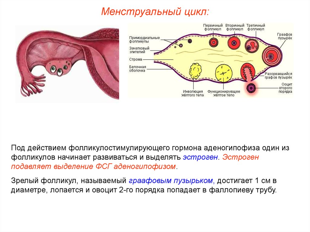 Месячные цикл. Менструальный цикл. Цикл менструационного цикла. Цикличность менструационного цикла.