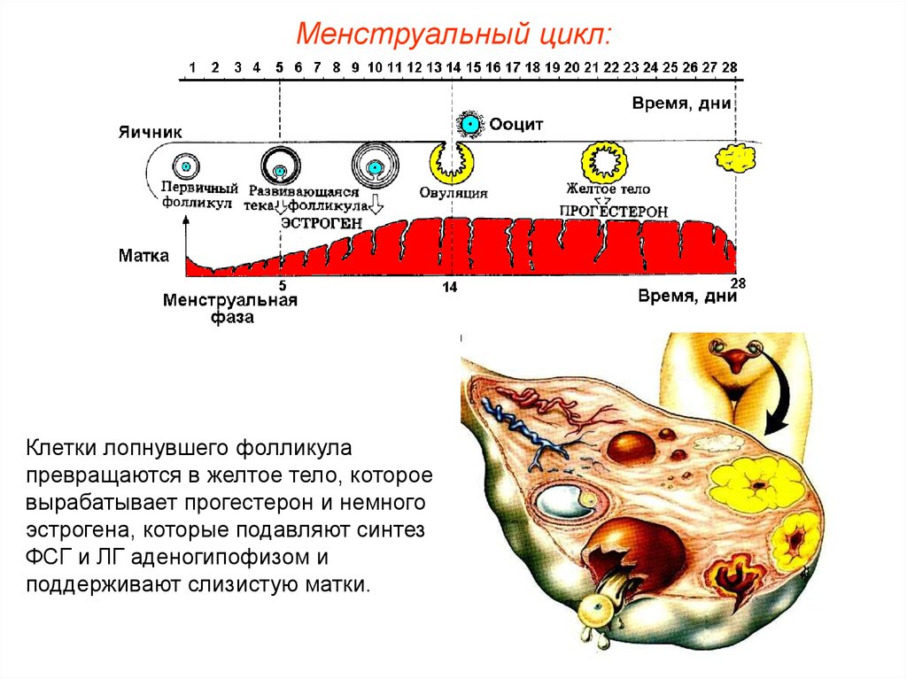 Цикл фолликула. Менструальный цикл. Цикл яичников. Менструальный цикл яичник. Процессы происходящие в яичниках.