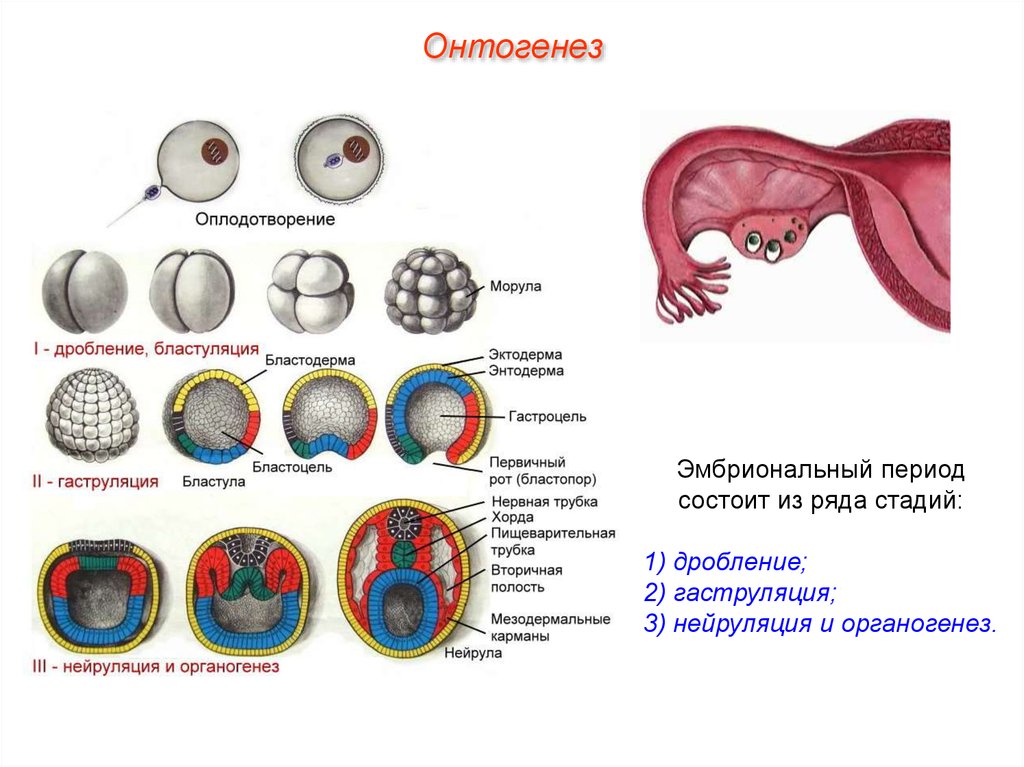 Последовательность эмбрионального развития животного