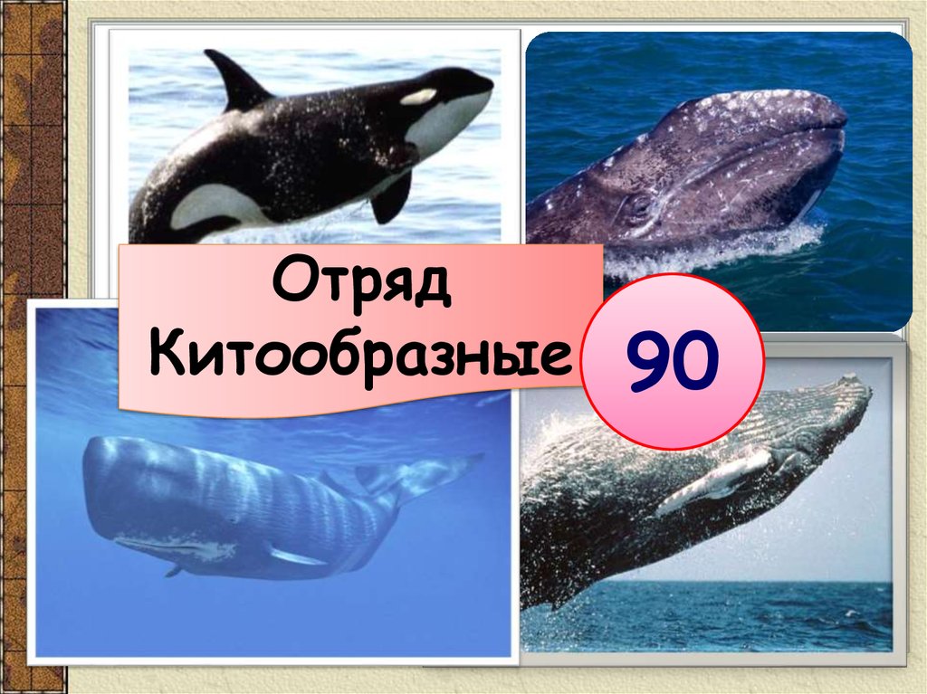 Китообразные презентация 7