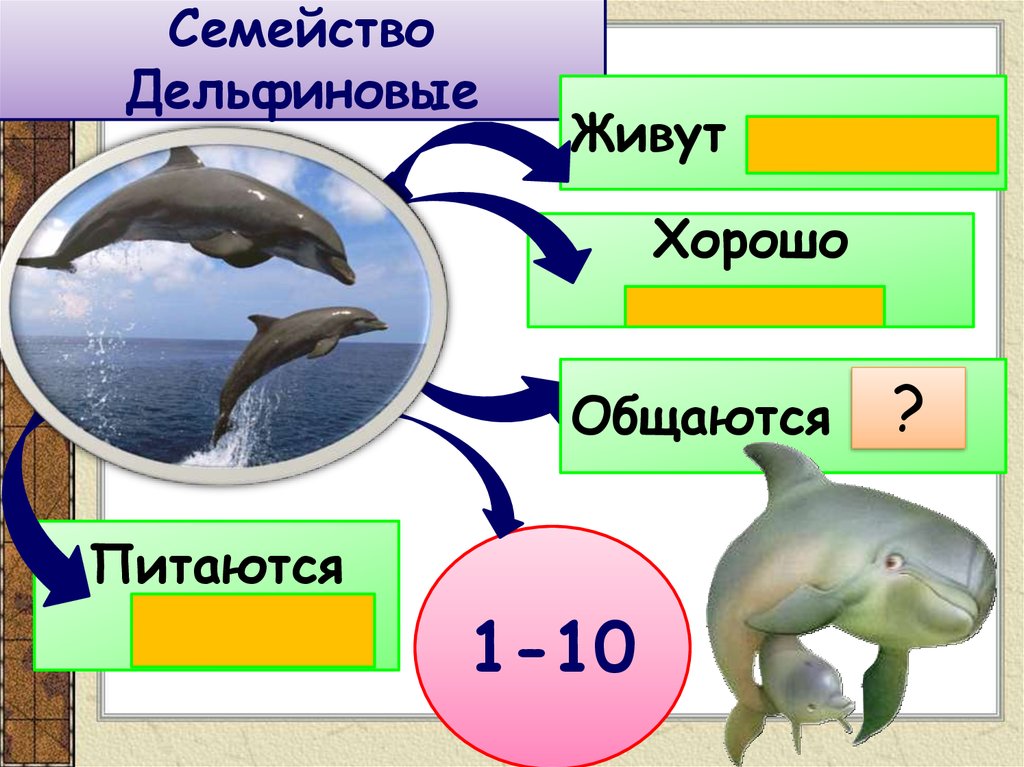 Систематика китообразных схема