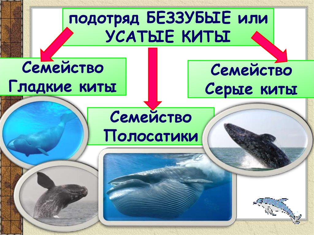 Презентация по биологии 7 класс китообразные