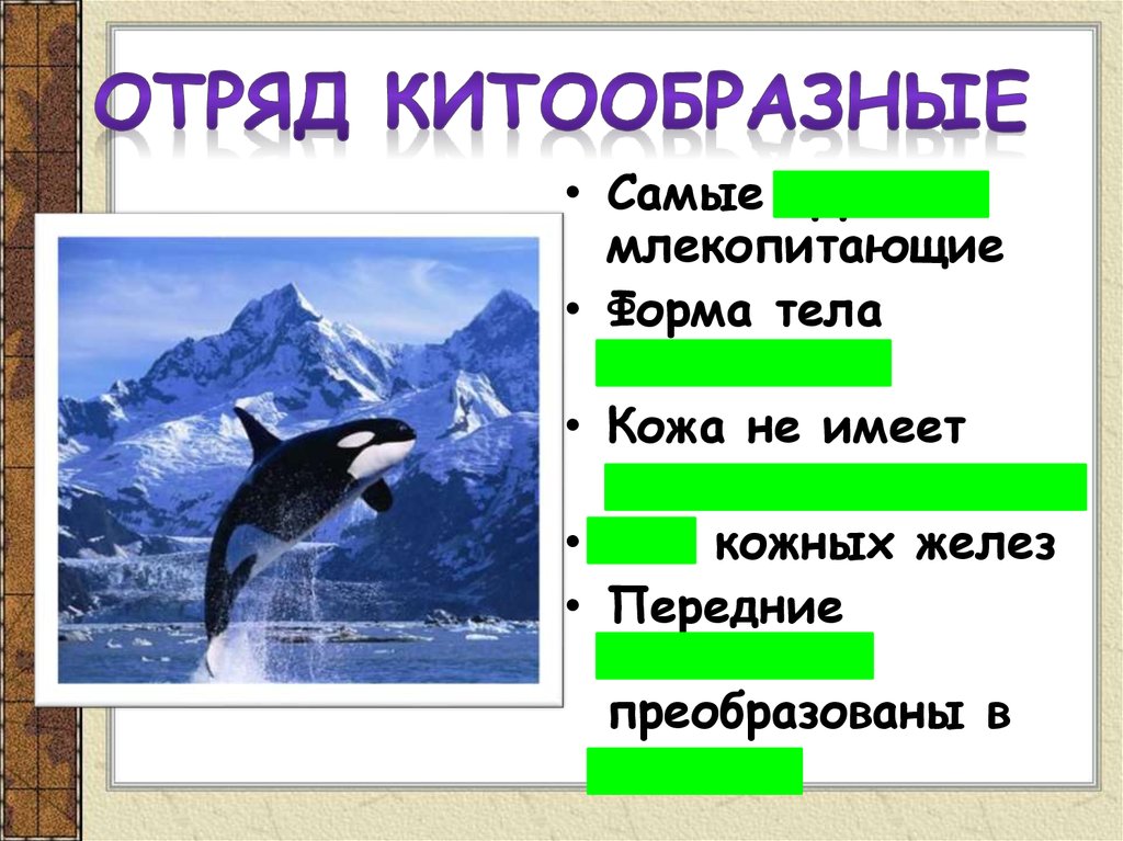 Китообразные презентация 7