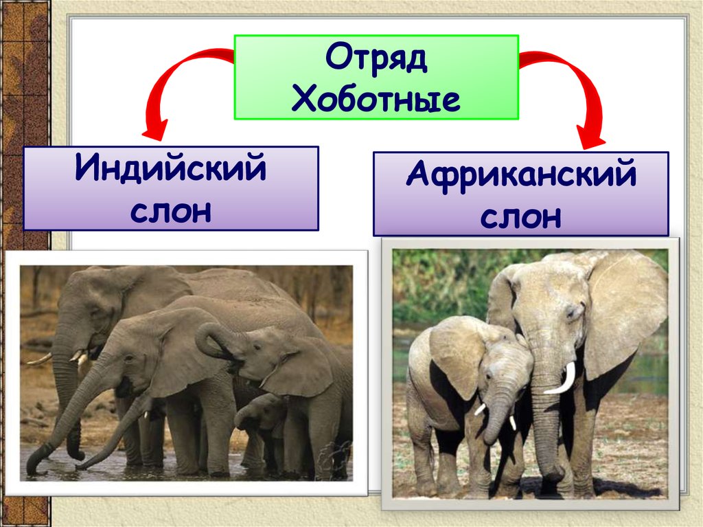 Хоботные и приматы презентация