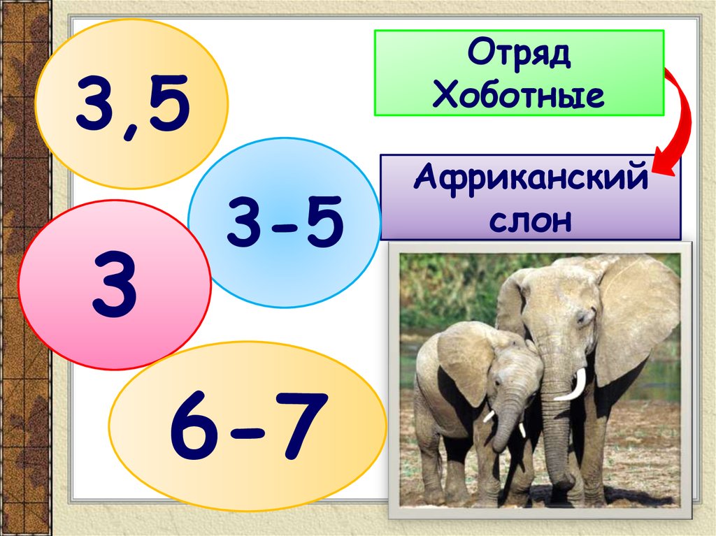 Отряды млекопитающих китообразные ластоногие хоботные хищные 7 класс презентация