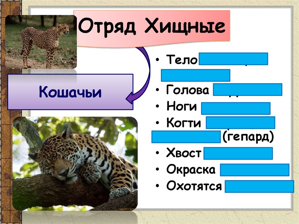 Проект отряд хищные млекопитающие