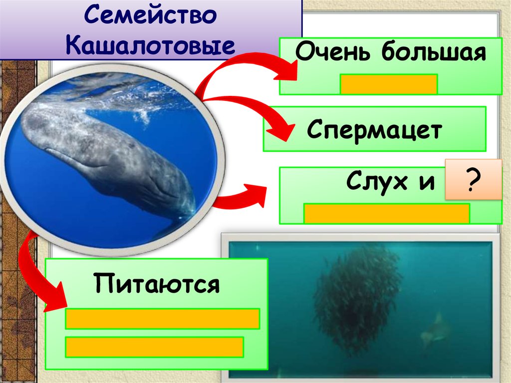 Отряды млекопитающих китообразные ластоногие хоботные хищные 7 класс презентация