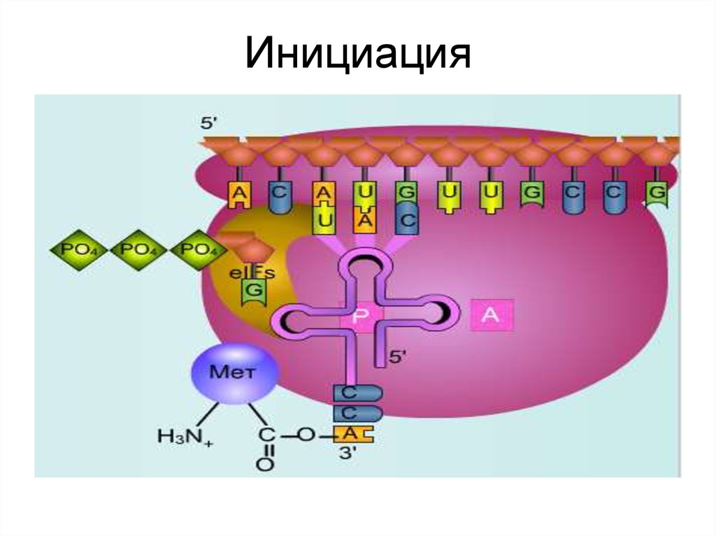 Инициация 5. Инициация синтеза белка. Биосинтез белка инициация трансляции. Трансляция Синтез белка инициация. Биосинтез белка рисунок.