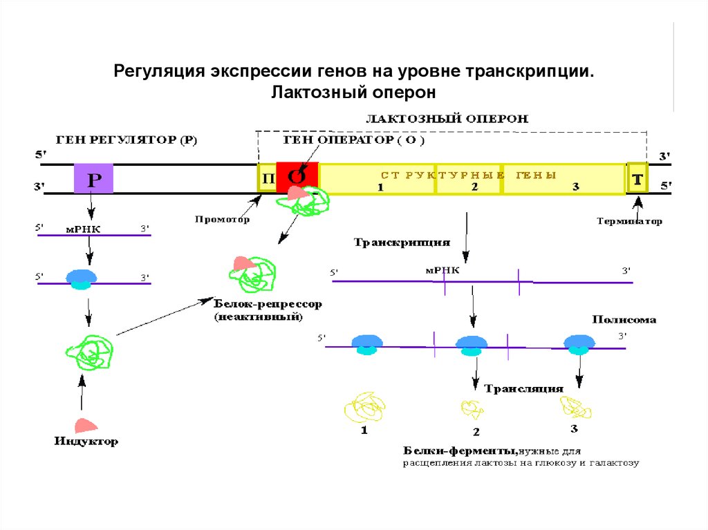 Уровень транскрипции. Лактозный оперон у прокариот регуляция. Генетические механизмы регуляции экспрессии генов.. Регуляция экспрессии генов у эукариот на уровне транскрипции. Модель оперона.