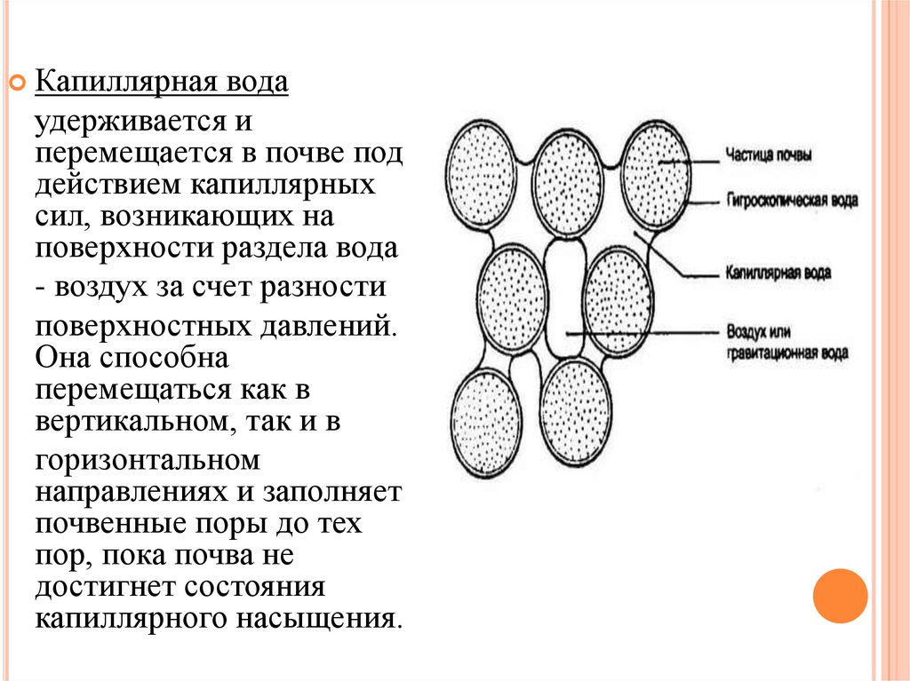 Капиллярные жидкости. Капиллярная вода. Капиллярная вода в грунтах. Капиллярная вода в почве. Капиллярное поднятие воды в грунтах.