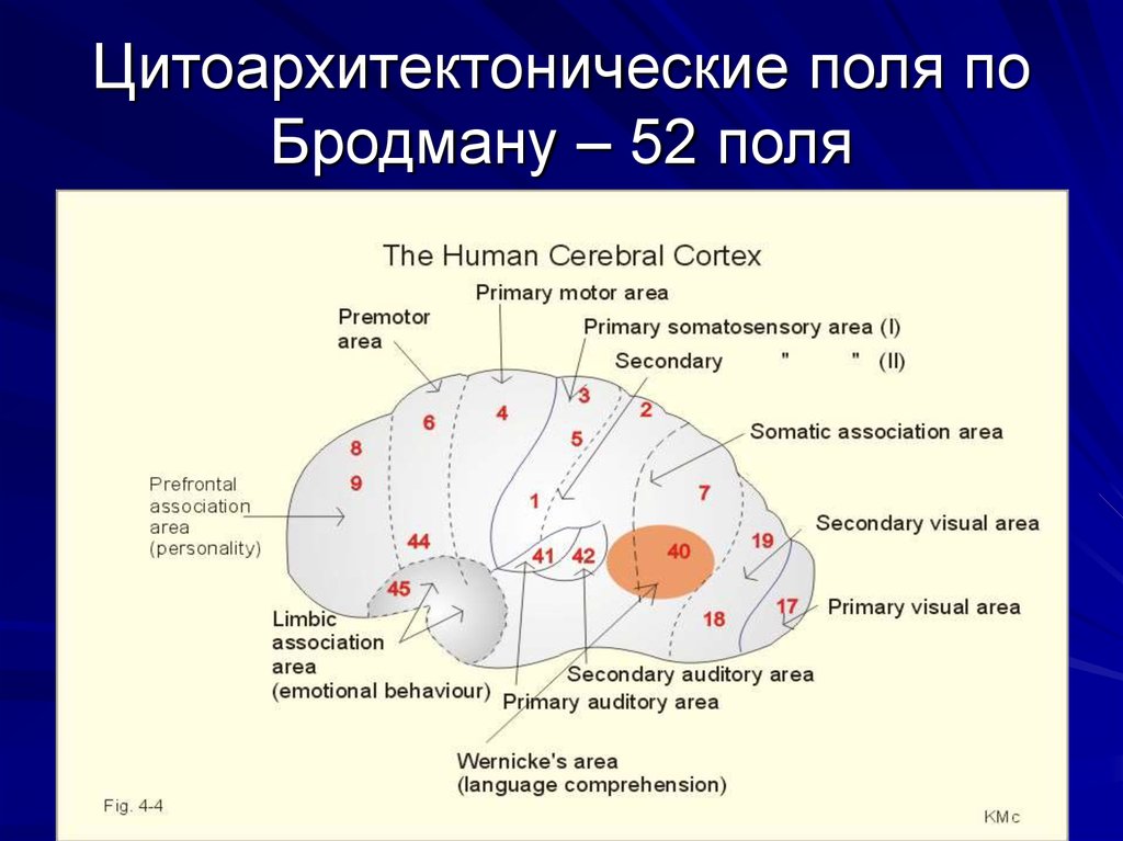 Зона представляет. 52 Цитоархитектонических поля Бродман. Поля головного мозга по Бродману. Кора мозга поля Бродмана. Поля коры больших полушарий по Бродману.