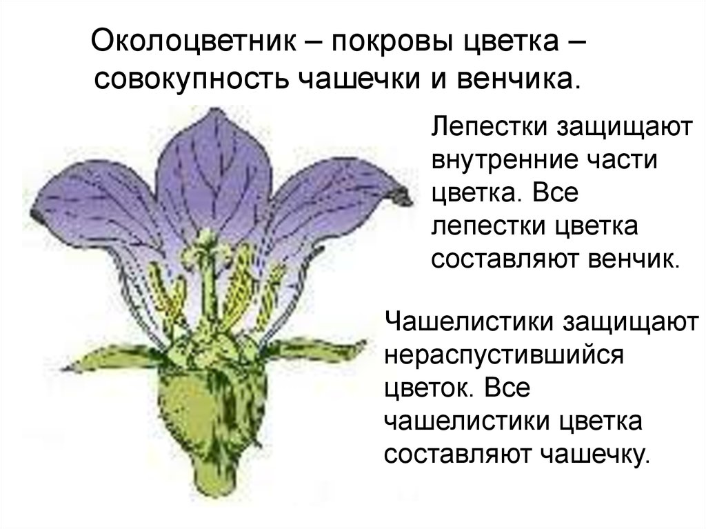 Цветок околоцветник чашечка. Части цветка венчик. Венчик генеративные органы. Совокупность лепестков цветка это. Все лепестки цветка составляют.