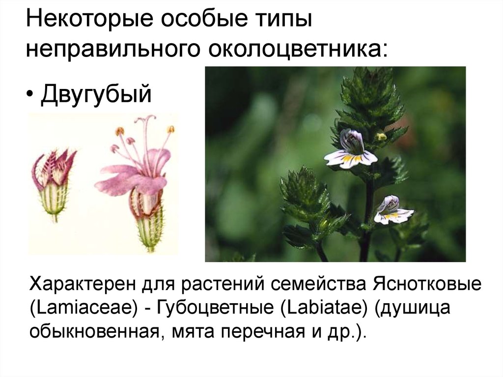Генеративные органы соцветия. Генеративные органы цветка. Генеративные органы растений соцветие. Генеративные органы цветущих растений.