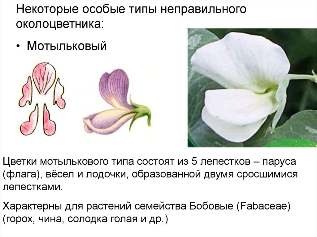 солодка голая формула цветка