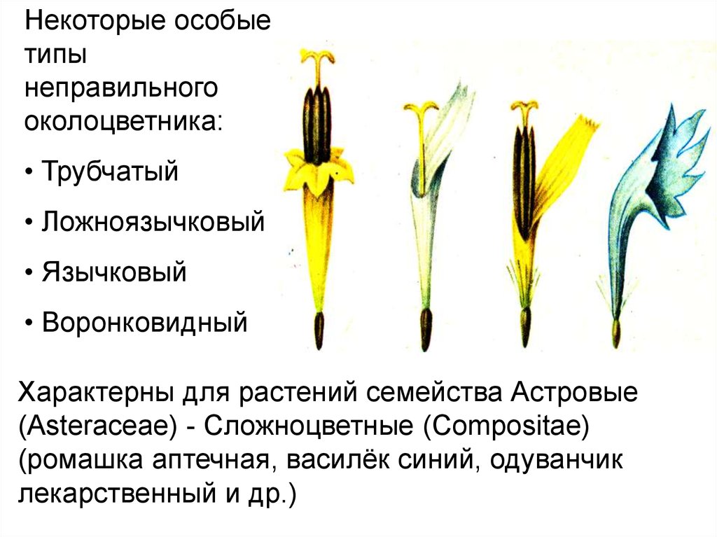 Цветки трубчатые ложноязычковые