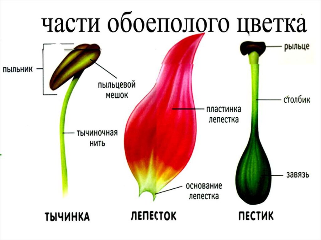 Цветок орган генеративного размножения растений. Генеративные органы растений. Генеративные части растения. Генеративные органы цветка. Строение цветка вегетативные и генеративные органы.
