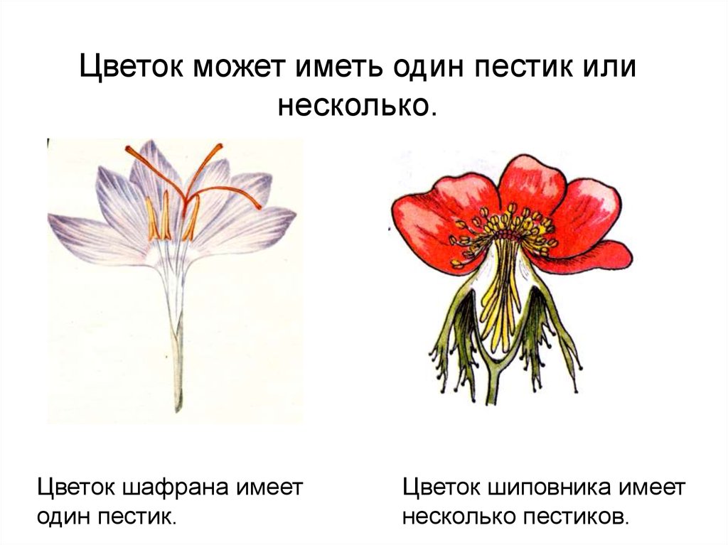 Генеративные органы соцветия. Генеративные органы цветки соцветия. Пестик шиповника. Растения с несколькими пестиками. Цветок с несколькими пестиками.