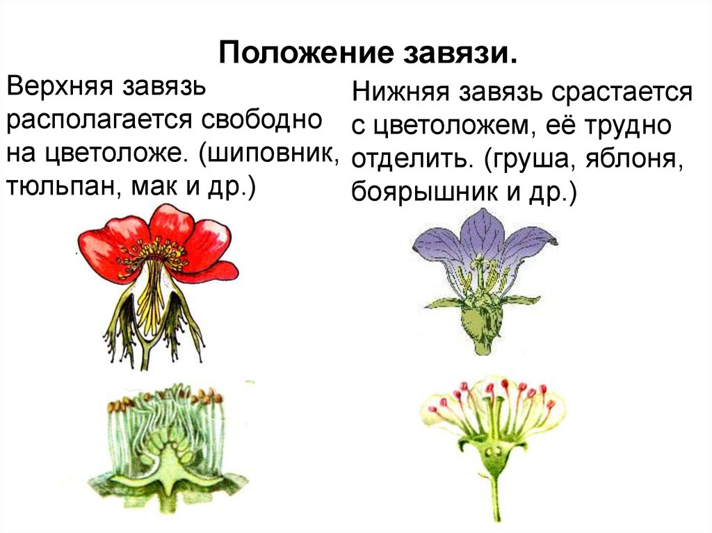 Генеративные органы соцветия. Цветоложе гинецей. Цветоложе верхнее нижнее завязь. Верхняя и нижняя завязь у цветка. Генеративные органы цветки соцветия.