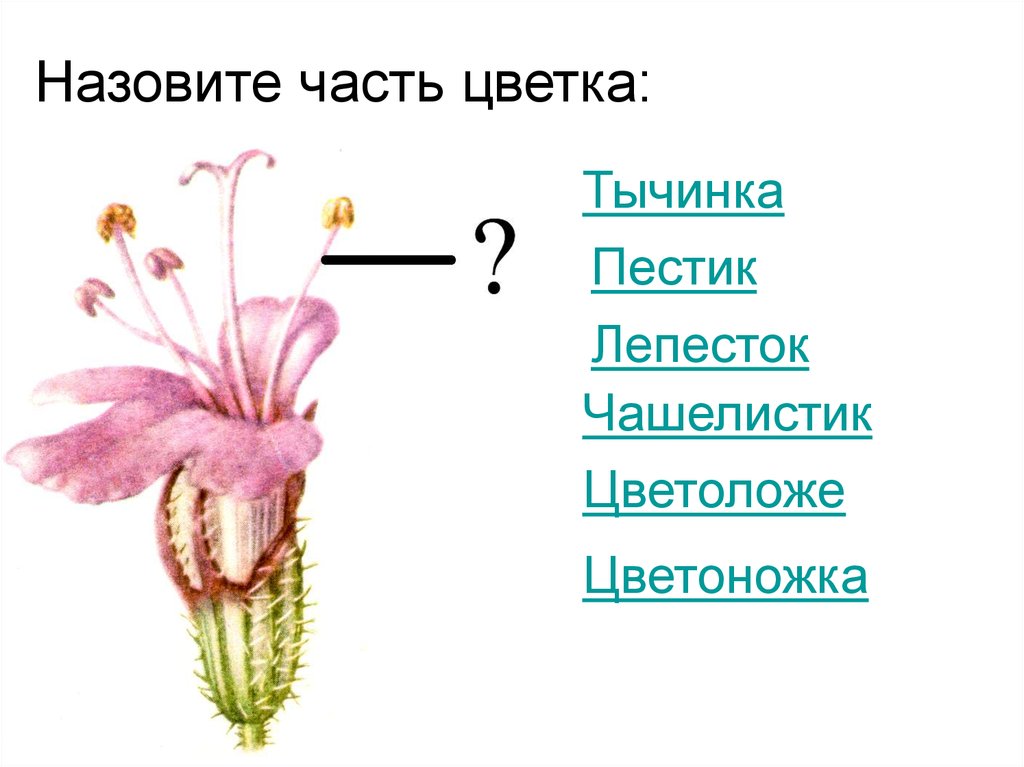 Как называются части цветка