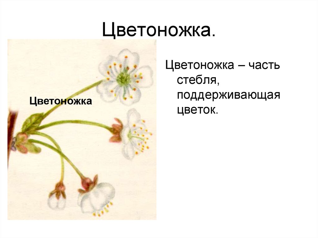 Генеративные органы соцветия. Цветоножка. Цветоножка это кратко. Строение цветка цветоножка. Строение цветоложе.