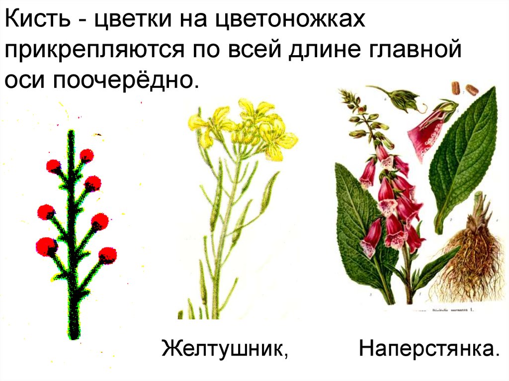Генеративные органы соцветия. Генеративные органы растений. Генеративные органы растений соцветие. Генеративные органы цветущих растений.