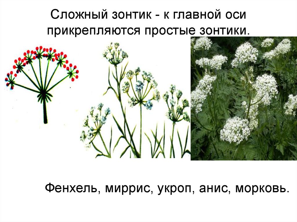 Сложный зонтик соцветие примеры растений. Сложный зонтик. Сложный зонтик растения. Растения с соцветием сложный зонтик. Сложный зонтик цветок.