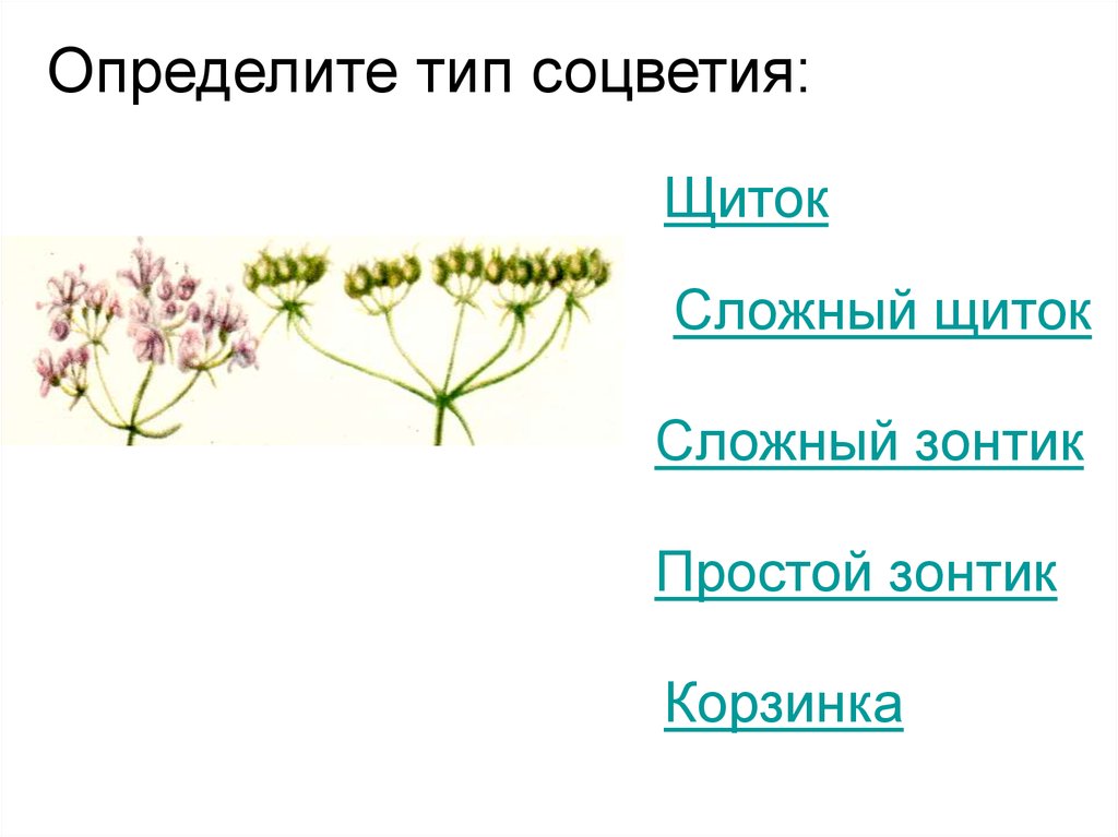 Генеративные органы соцветия. Определите Тип соцветия. Типы соцветий. Сложный щиток. Соцветие щиток.