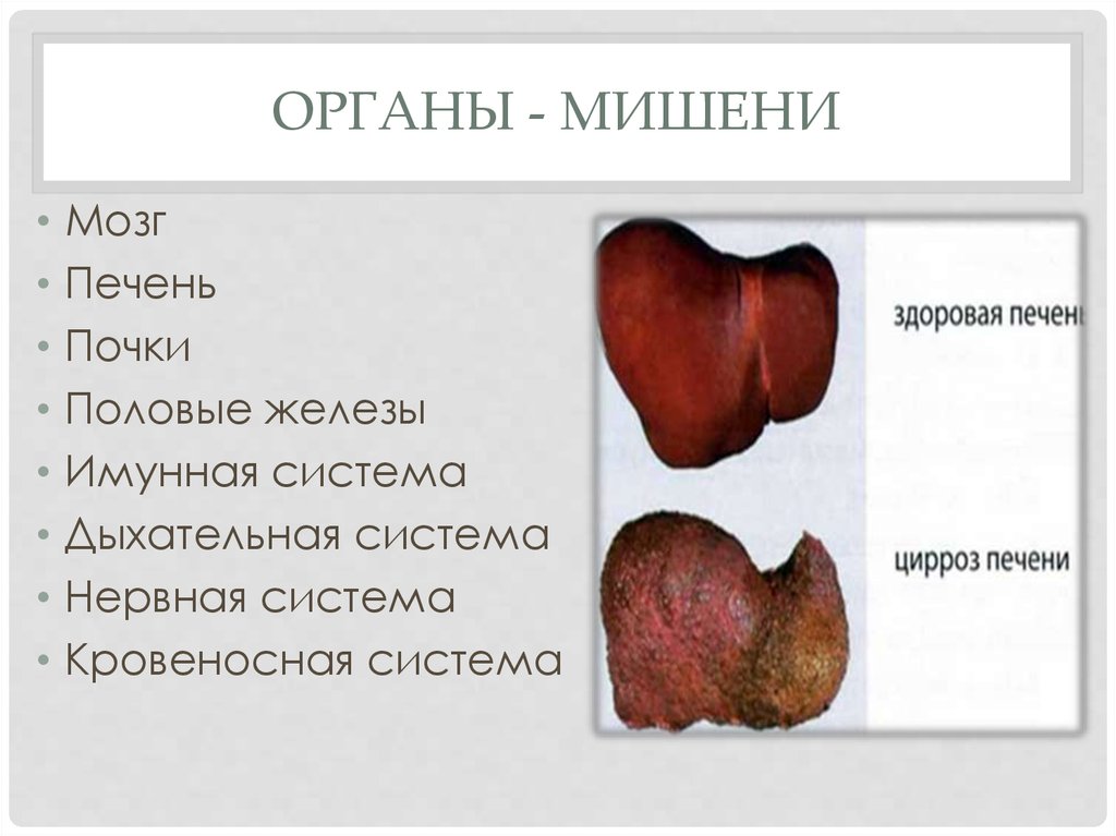 Органы - мишени