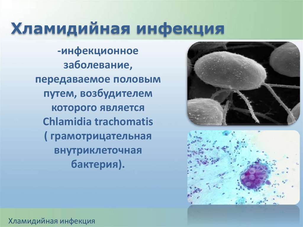 Возбудители половых инфекций. Возбудители инфекционных заболеваний передаваемые пол путем. Внутриклеточные бактериальные инфекции. Бактериальные возбудители ЗППП.