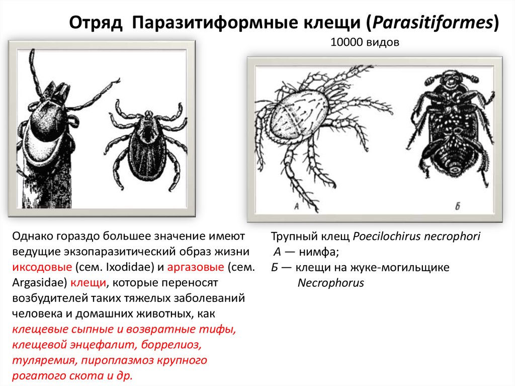 Адаптация паукообразных. Представитель отряда паразитиформные клещи. Отряд паразитиформные клещи внешнее строение. Чесоточный зудень переносчик. Особенности паразитиформных клещей.