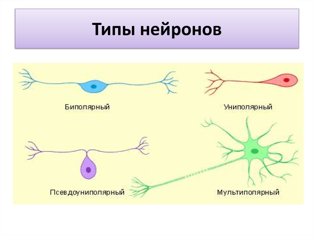 Как называется короткий нейрона. Виды нейронов. Типы нервных клеток. Типы нейронов схема. Биполярные нервные клетки.