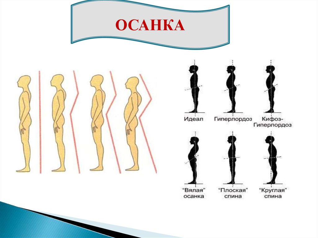 Изображение человека сбоку называется ответ