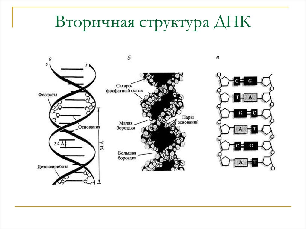 Структуры молекулы днк установили. Схема строения молекулы ДНК. Схема структуры ДНК. Схематическое строение ДНК. Структура молекулы ДНК.
