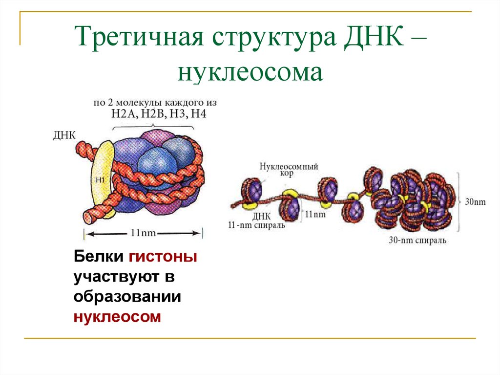 Гистоны в каких клетках