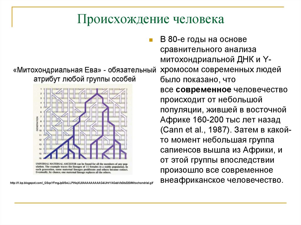 Митохондриальная ева и y хромосомный адам презентация