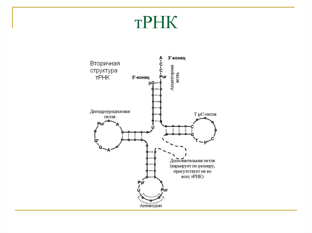 Строение т. Строение транспортной РНК. Строение ТРНК схема. Структура ТРНК биохимия. Строение молекулы ТРНК.