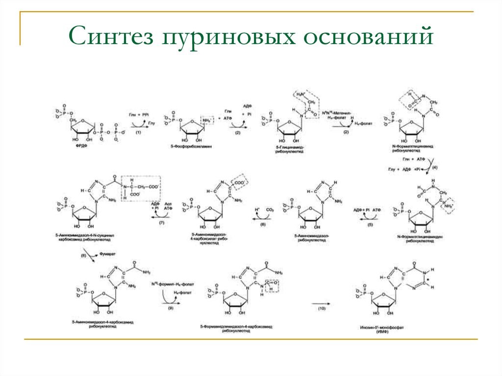 Синтез нескольких. Синтез пуриновых нуклеотидов биохимия. Схема синтеза пуриновых нуклеотидов. Синтез пуриновых нуклеотидов биохимия реакции. Синтез пуриновых нуклеотидов биохимия схема.