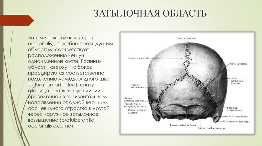 Затылок где находится. Затылочная кость черепа анатомия. Анатомия черепа человека теменно-затылочная часть головы. Лобная теменная и затылочная область головы. Затылочный Выступ затылочной кости.